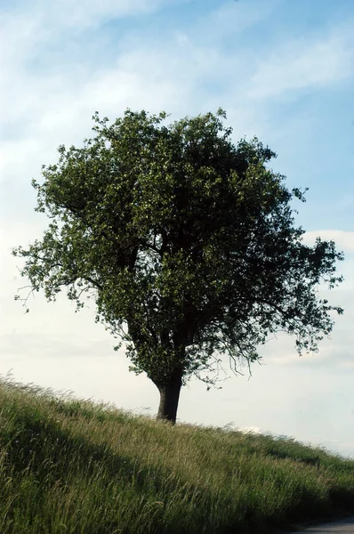 Zielone Drzewo Stojące Samotnie Wzgórzu Otoczonym Łąką — Zdjęcie stockowe
