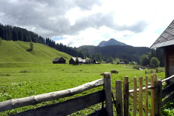 Urlaub Den Bergen Der Alpen Mit Grasenden Kühen — Stockfoto