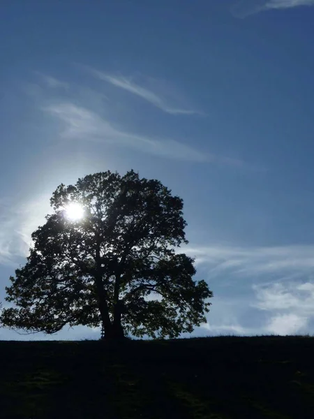 Güneş Masmavi Gökyüzü Ile Bir Ağacın Yaprakları Arasından Parlıyor — Stok fotoğraf