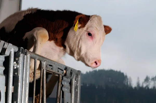 calf in the cowshed trying to jump over the fence