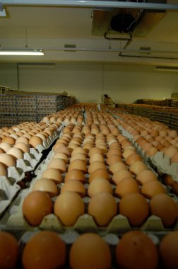 Soğuk bir depoda tavuk yumurtalarının endüstriyel işleyişi