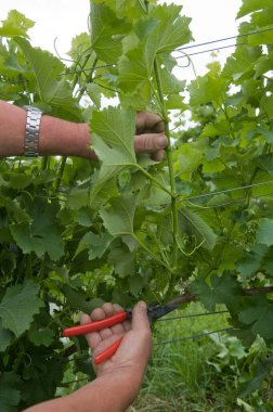 Şarap imalatçısı yazın yeşil bir üzüm bağında üzüm kesiyor.