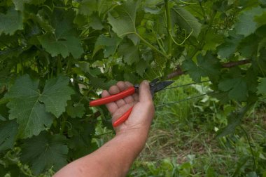 Şarap imalatçısı yazın yeşil bir üzüm bağında üzüm kesiyor.