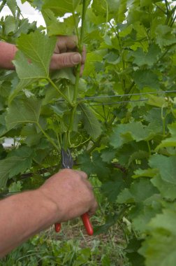 Şarap imalatçısı yazın yeşil bir üzüm bağında üzüm kesiyor.