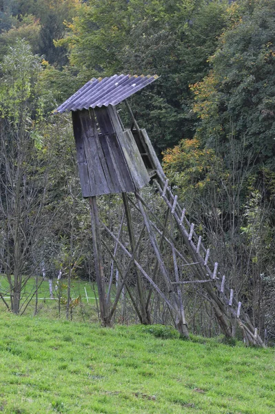 Stand Arbre Bois Incliné Sur Une Prairie Près Forêt — Photo