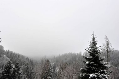 Soğuk bir kış gününde Alp ormanlarında sis