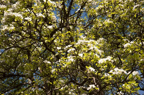 Blommande Äppelträd Våren Med Blå Himmel — Stockfoto
