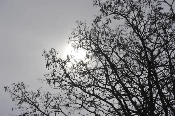 Sol Invierno Detrás Árbol Niebla Los Alpes — Foto de Stock