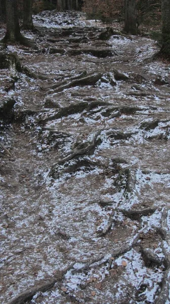 Rietvorst Bosgrond Een Koude Winterdag — Stockfoto