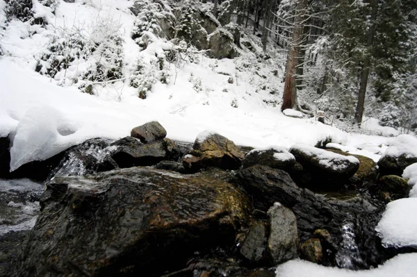 Ruscello Alpino Nel Bosco Una Fredda Giornata Invernale — Foto Stock