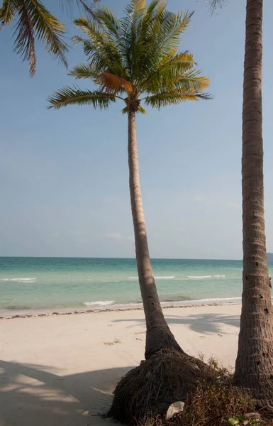 Palmas Sol Céu Azul Claro Uma Praia Vietnamita — Fotografia de Stock