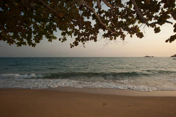 Ηλιοβασίλεμα Και Φύλλα Δέντρων Μια Άδεια Παραλία Άμμο Στο Βιετνάμ — Φωτογραφία Αρχείου
