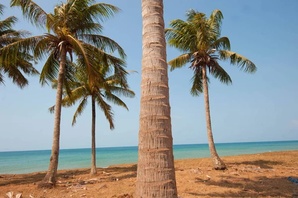 Palmas Uma Praia Vazia Ensolarada Vietnam — Fotografia de Stock