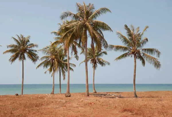 Palmiers Debout Sur Une Plage Vide Ensoleillée Vietnam — Photo