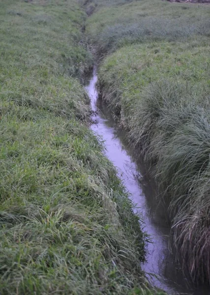 Pequeño Arroyo Serpenteando Través Prado Hierba Verde Con Crecimiento Incontrolado —  Fotos de Stock