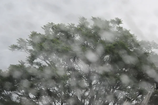 Déšť Kapky Okno Stromem Zataženou Oblohou Pozadí — Stock fotografie