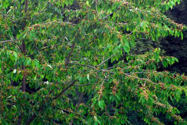 Bahçesinde kırmızı meyveler olan yeşil bir kiraz ağacı.