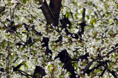 Bahçedeki beyaz bir kiraz ağacının dalları