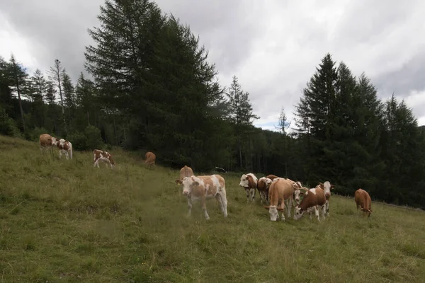 Стадо Коров Пасущихся Лугу Альпах — стоковое фото