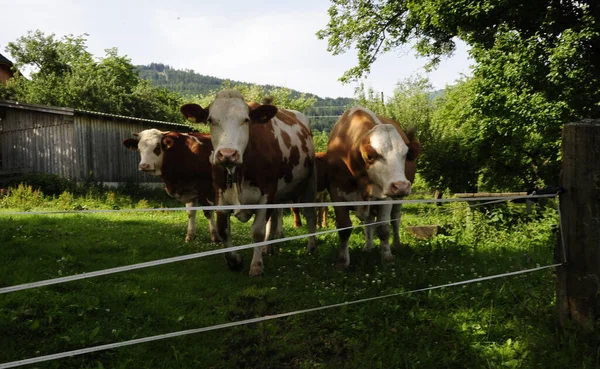 Tehéncsorda Alpokban Egy Elektromos Kerítés Előtt — Stock Fotó