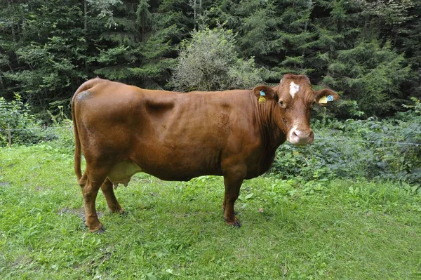 Sapi Coklat Berdiri Padang Rumput Hijau Alpen — Stok Foto