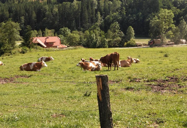 Una Manada Vacas Los Alpes Que Yacen Frente Casa — Foto de Stock