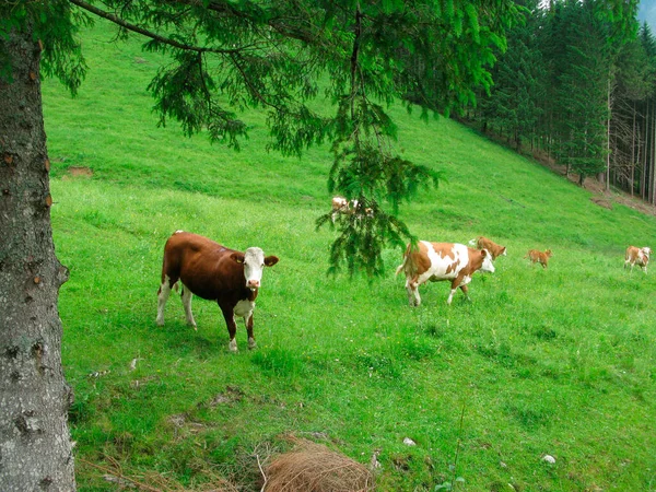 Herd Koeien Alpen Die Naar Hoger Grasland Lopen — Stockfoto