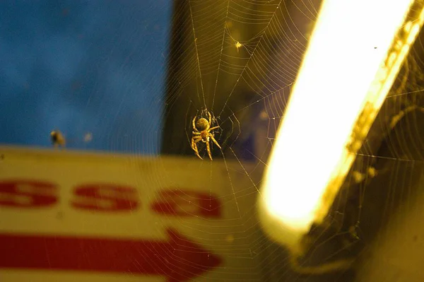 夜晚在城市灯光下和蜘蛛在一起的蜘蛛网 — 图库照片