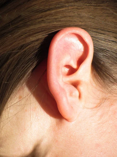 Human Ear Organ Hearing Sense Balance Stock Photo