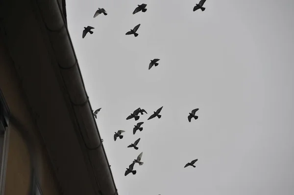 Hejno Holubic Letících Šedé Obloze Nad Domem — Stock fotografie