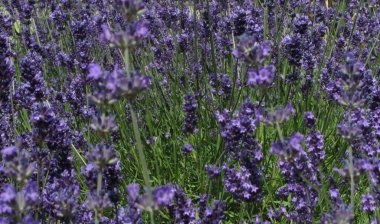 Mor lavanta yazın bir çayırda yetişiyor.