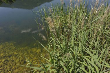 Reed yazın bir göletin kıyısında büyüyor.