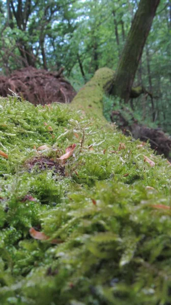 Groen Mos Groeit Een Boom Het Bos Close — Stockfoto