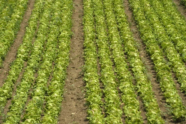 Champ Salade Verte Longues Rangées Laitue Dans Production Agricole — Photo