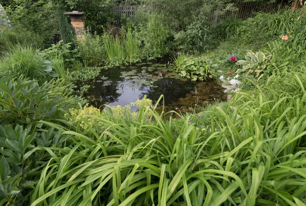 Estanque Jardín Biotopo Verde Rodeado Plantas Hierba — Foto de Stock