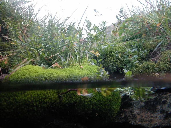 Estanque Jardín Biotopo Verde Rodeado Plantas Hierba —  Fotos de Stock