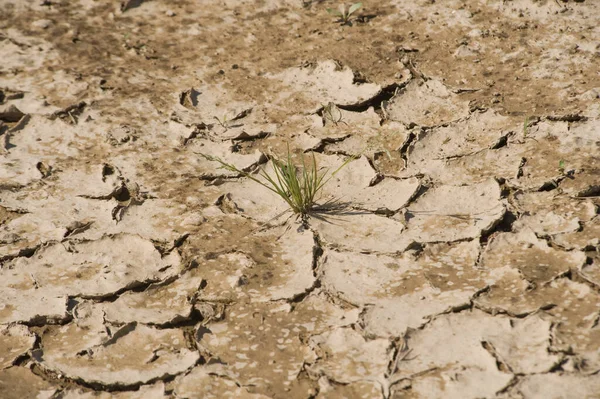农业中的干旱 田间的干旱土壤 — 图库照片