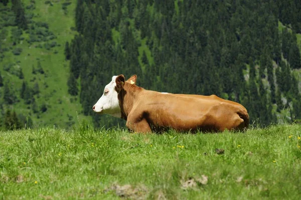 Gado Pastando Nos Alpes Raça Simmental Pasto Alpino — Fotografia de Stock