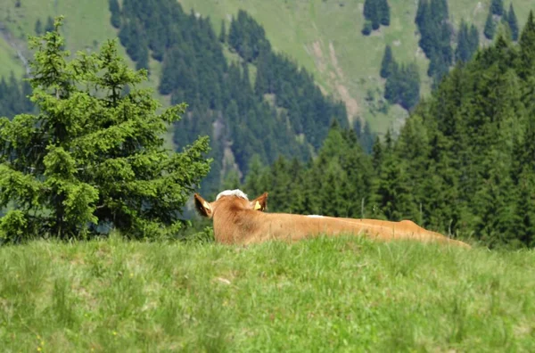 Szarvasmarha Legeltetés Alpokban Szimpatikus Fajta Alpesi Legelőn — Stock Fotó