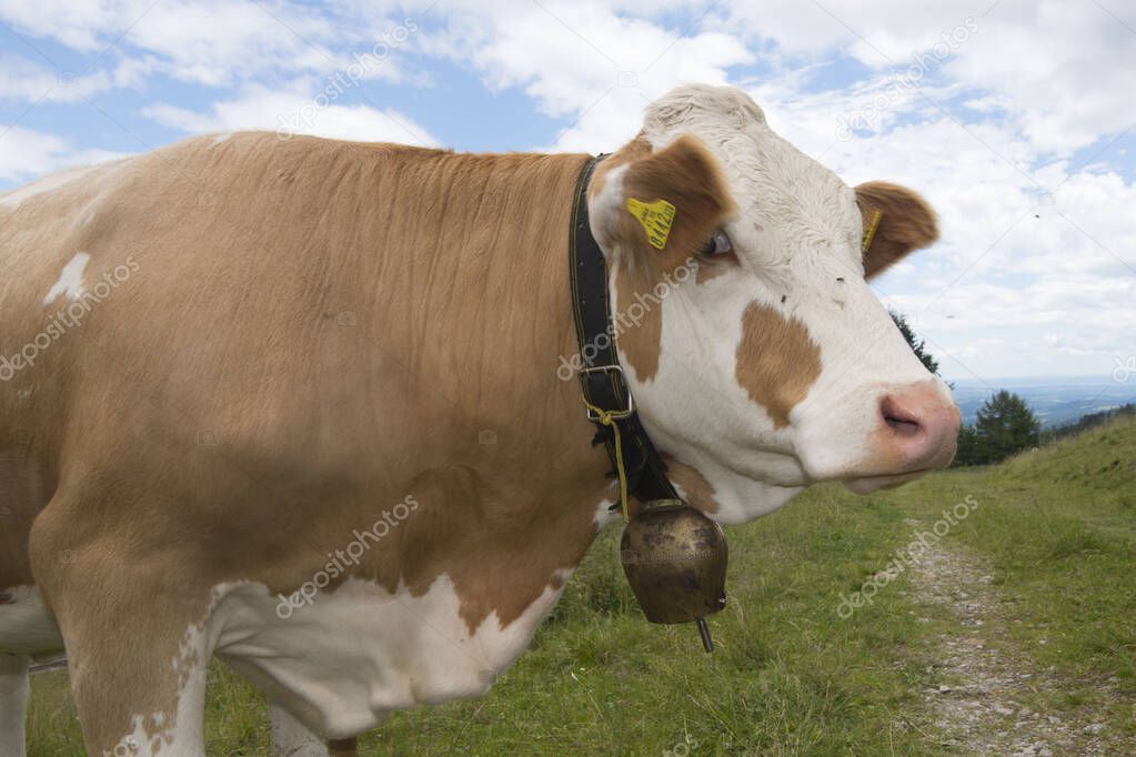 Cattle grazing in the Alps, Simmental breed on alpine pasture