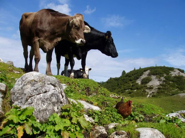 Ganado Pastando Los Alpes Raza Simmental Pastos Alpinos — Foto de Stock