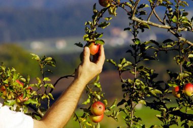Elle bir bahçe ağacından taze ve olgun elmalar topluyorum.