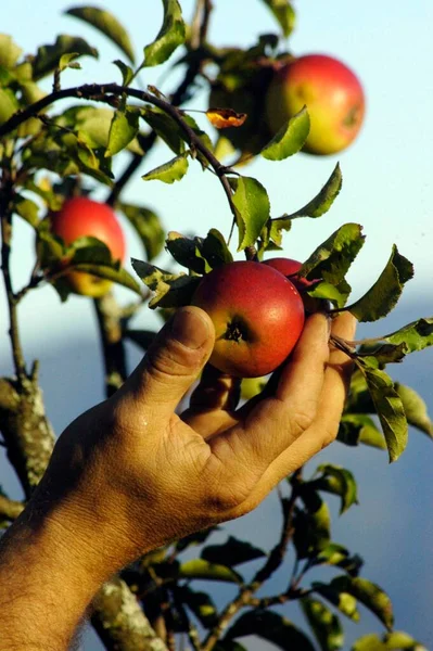 Ręczne Zbieranie Świeżych Dojrzałych Jabłek Drzewa Ogrodowego — Zdjęcie stockowe