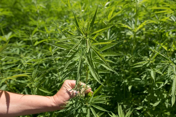 Hand holding a hemp plant in hemp field, industrial cannabis growing