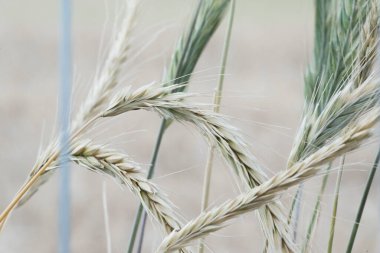Tarım alanında buğday tarlası, gıda üretimi için tahıl yetiştirme