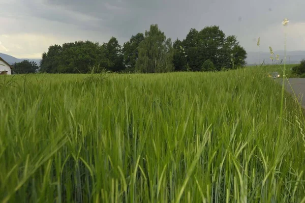 Ladang Gandum Bidang Pertanian Menanam Tanaman Sereal Untuk Produksi Pangan — Stok Foto