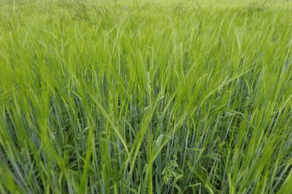 Weizenfeld Der Landwirtschaft Getreideanbau Für Die Nahrungsmittelproduktion — Stockfoto