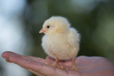 Genç pofuduk ve sarı civcivi elinde tutarken