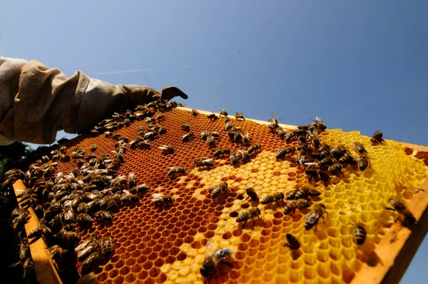 Bee Keeper Visar Honung Kam Med Honung Bin Sin Trädgård — Stockfoto