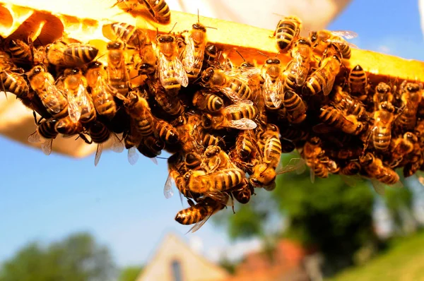 Пчеловод Показывает Медовую Расческу Пчелами Своем Саду — стоковое фото